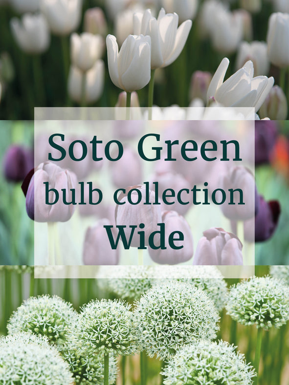 Soto Green - Bulb Collection - Wide